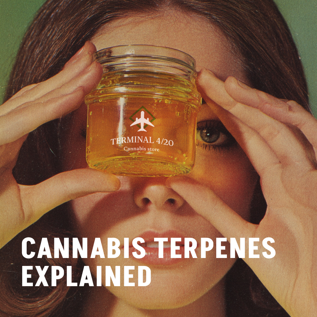 Instagram_Terminal420Terps Explained Square